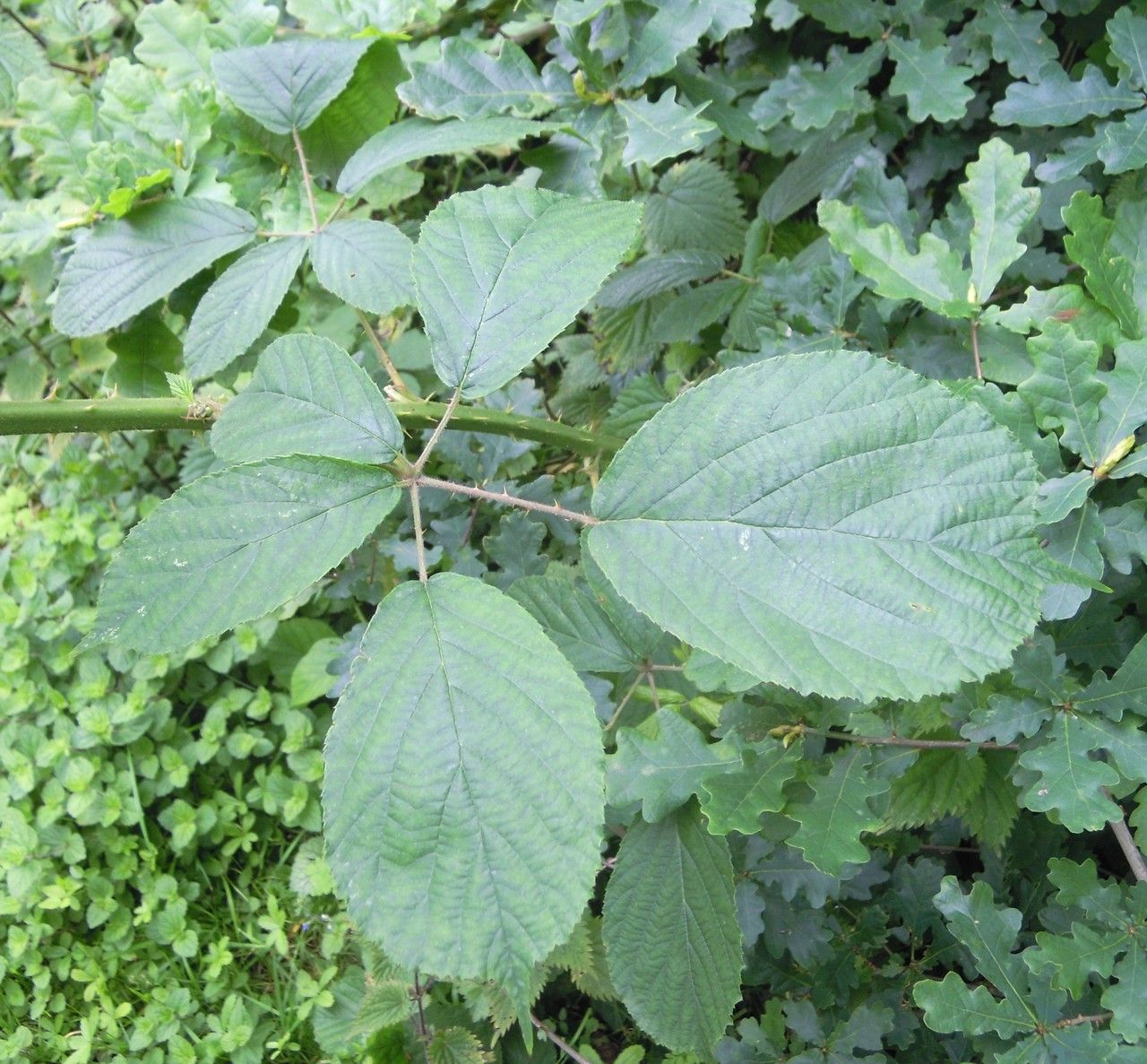 Rubus troiensis leaf