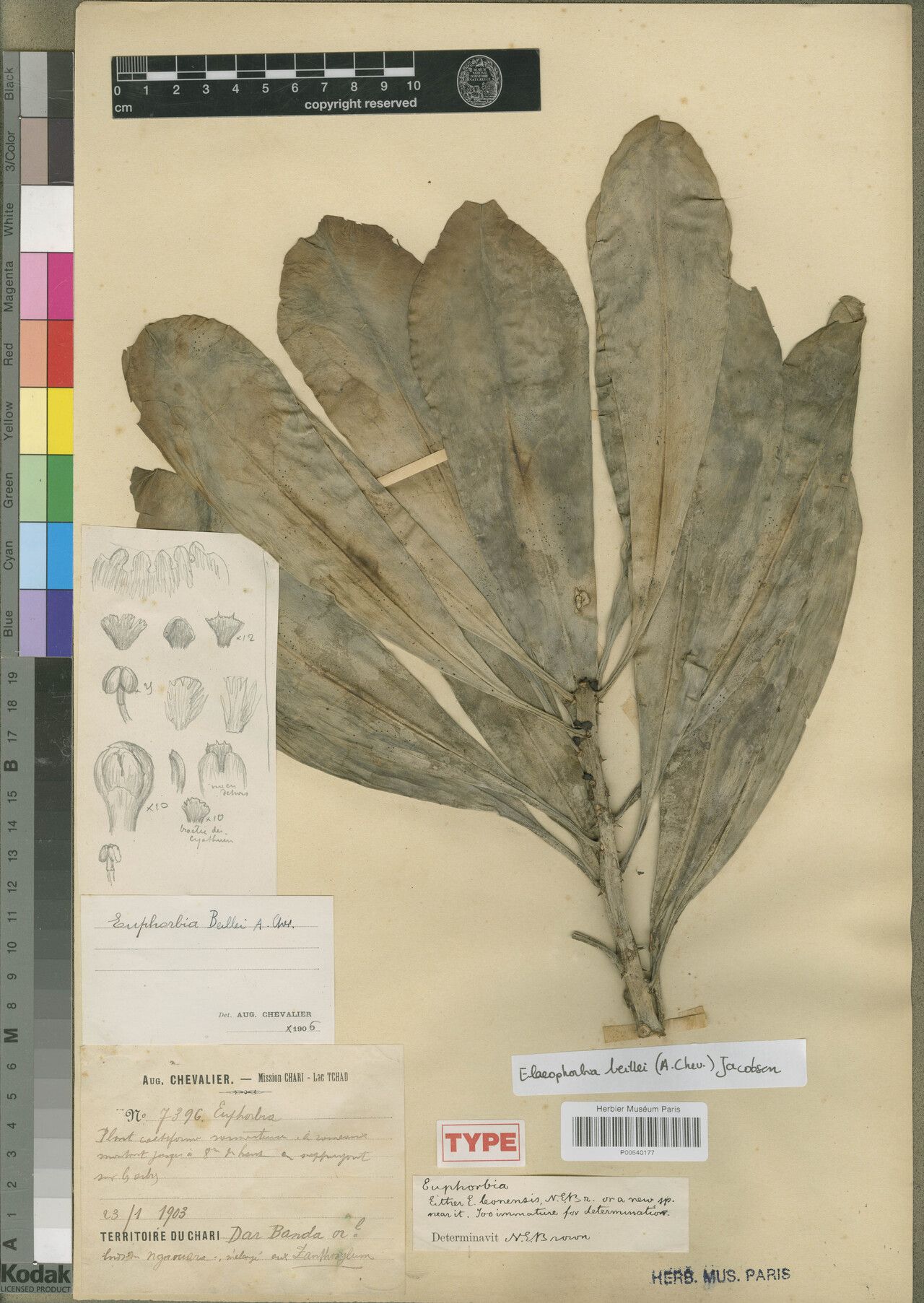 Euphorbia beillei — houseplant care guide