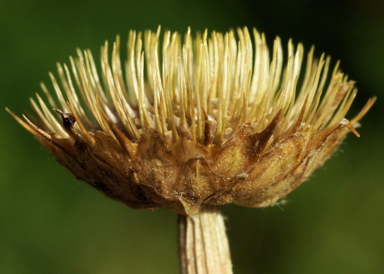 Cota altissima fruit