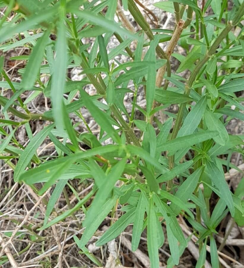 Justicia axillaris — houseplant care guide