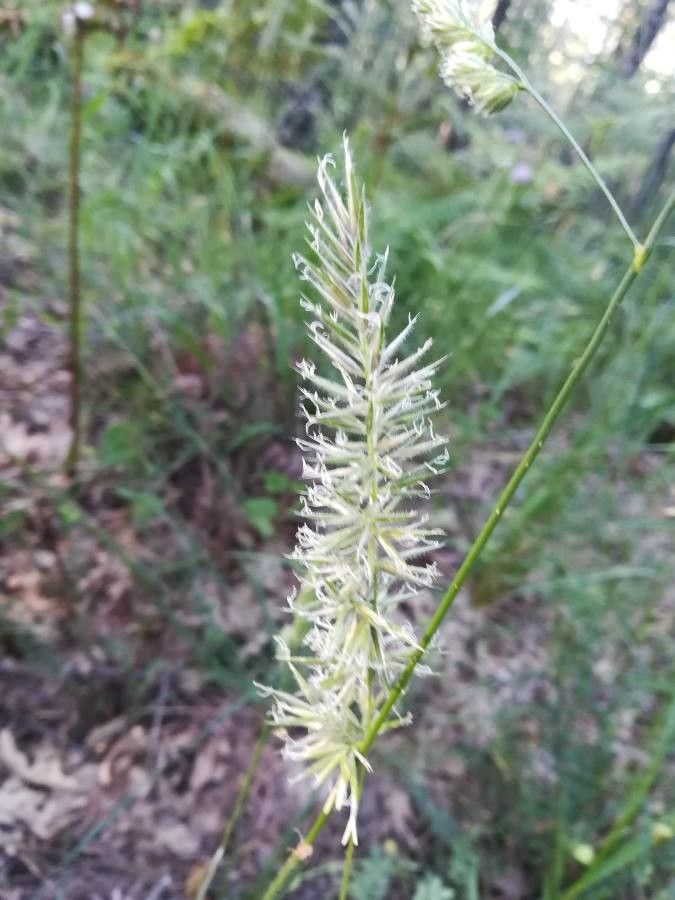 Koeleria caudata — related species from the same genus