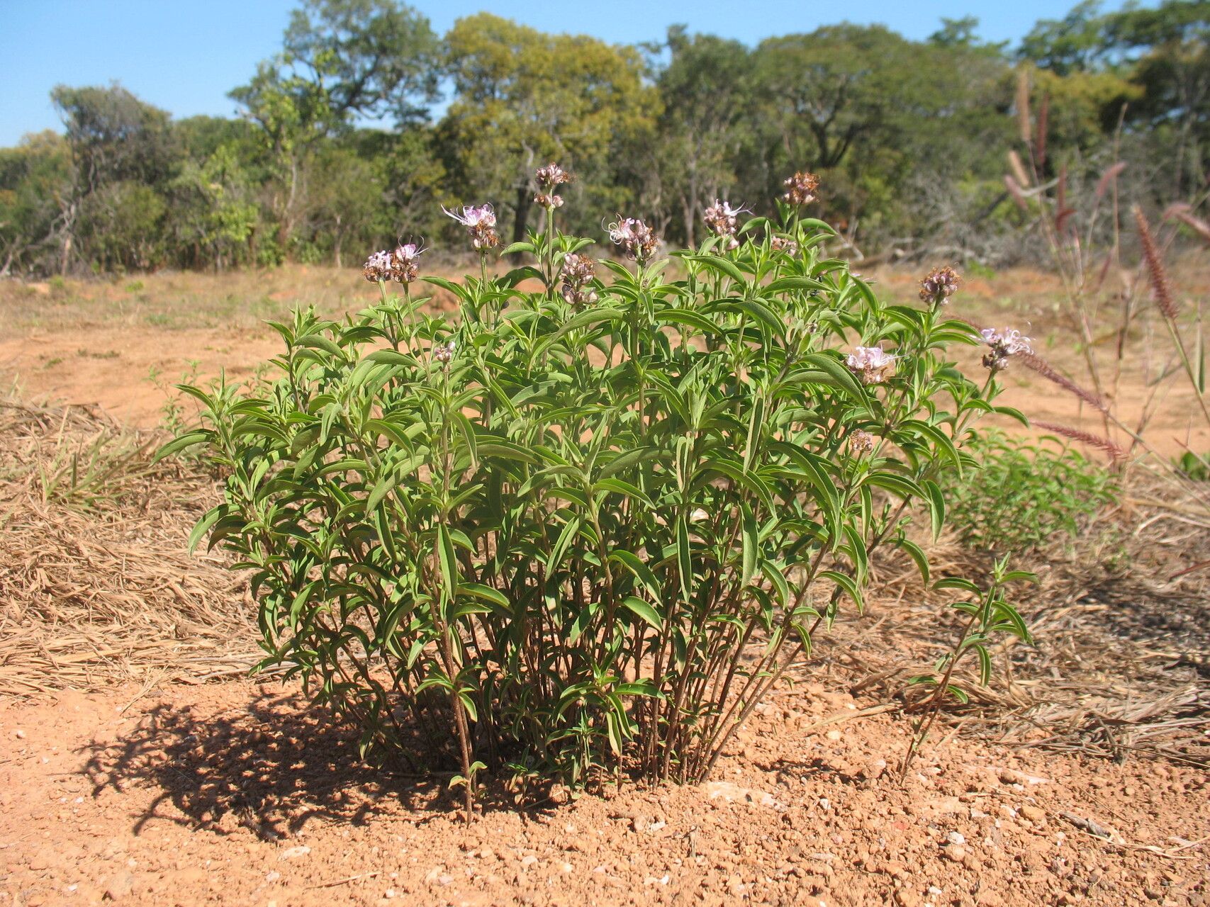 Ocimum centraliafricanum — search result for 'Ocimum'