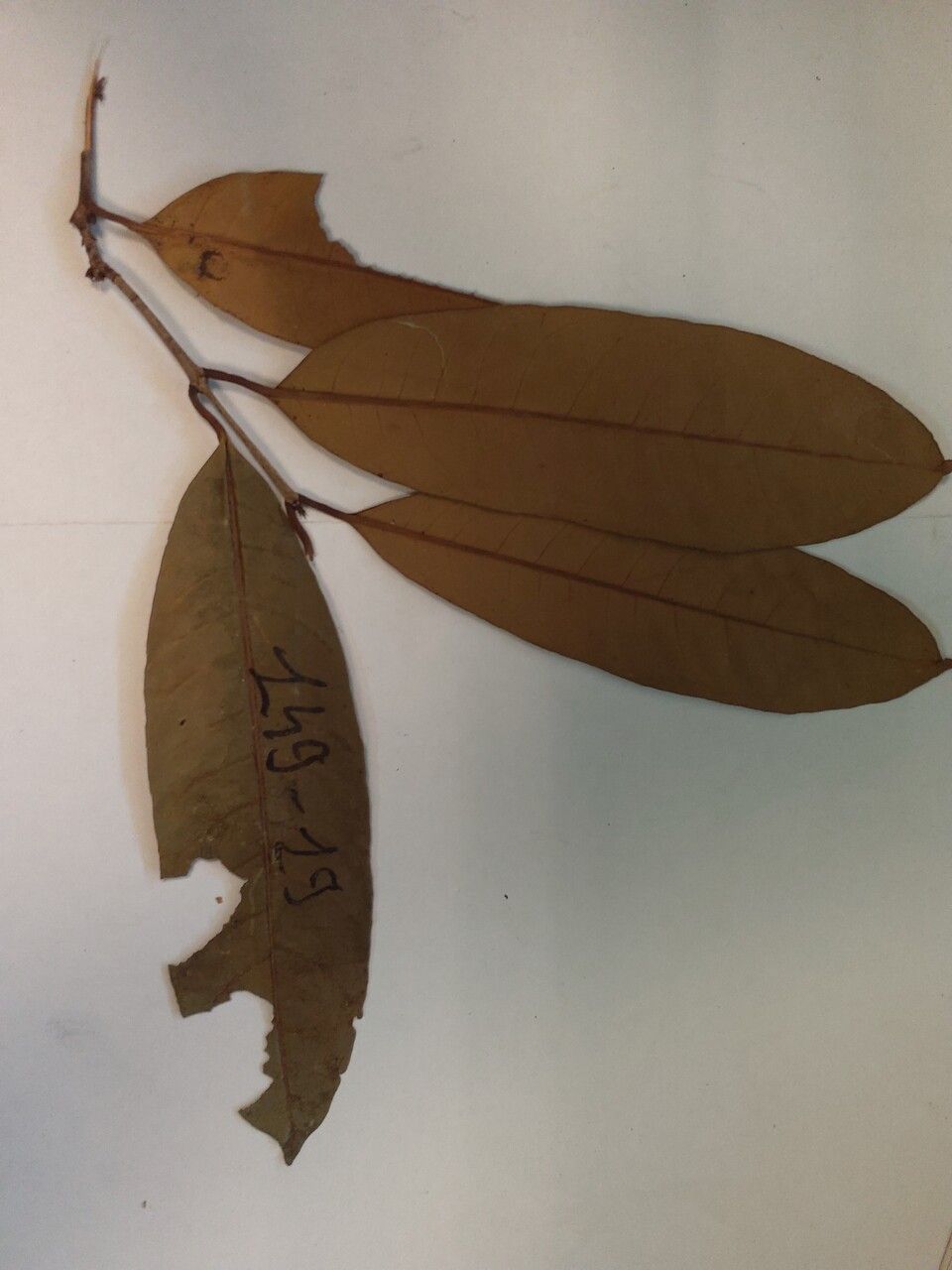 Salacia elliptica leaf