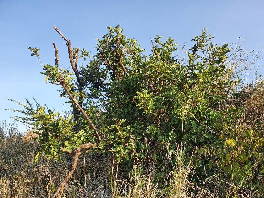 Pistacia aethiopica habit