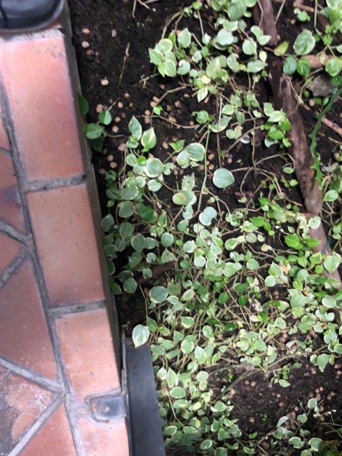 Peperomia scandens leaf