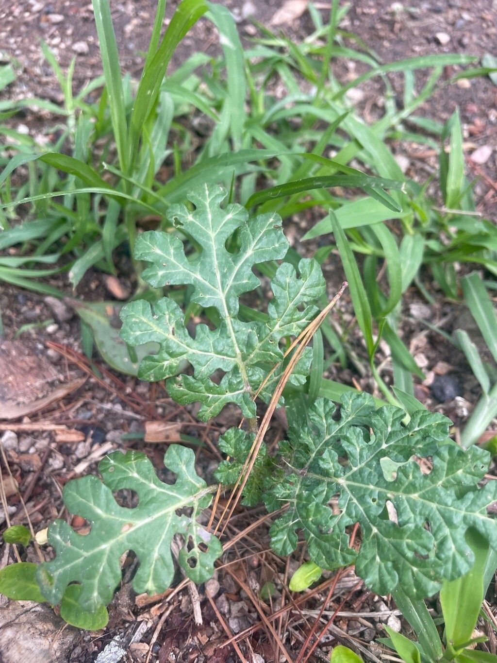 Solanum angustifolium leaf