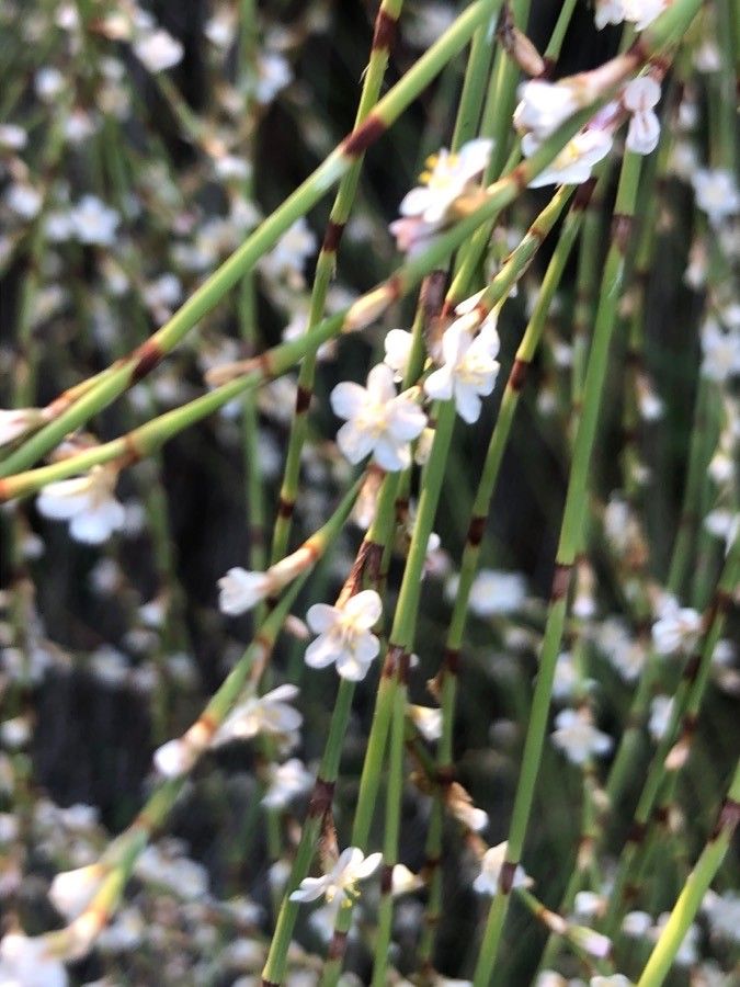 Polygonum scoparium flower