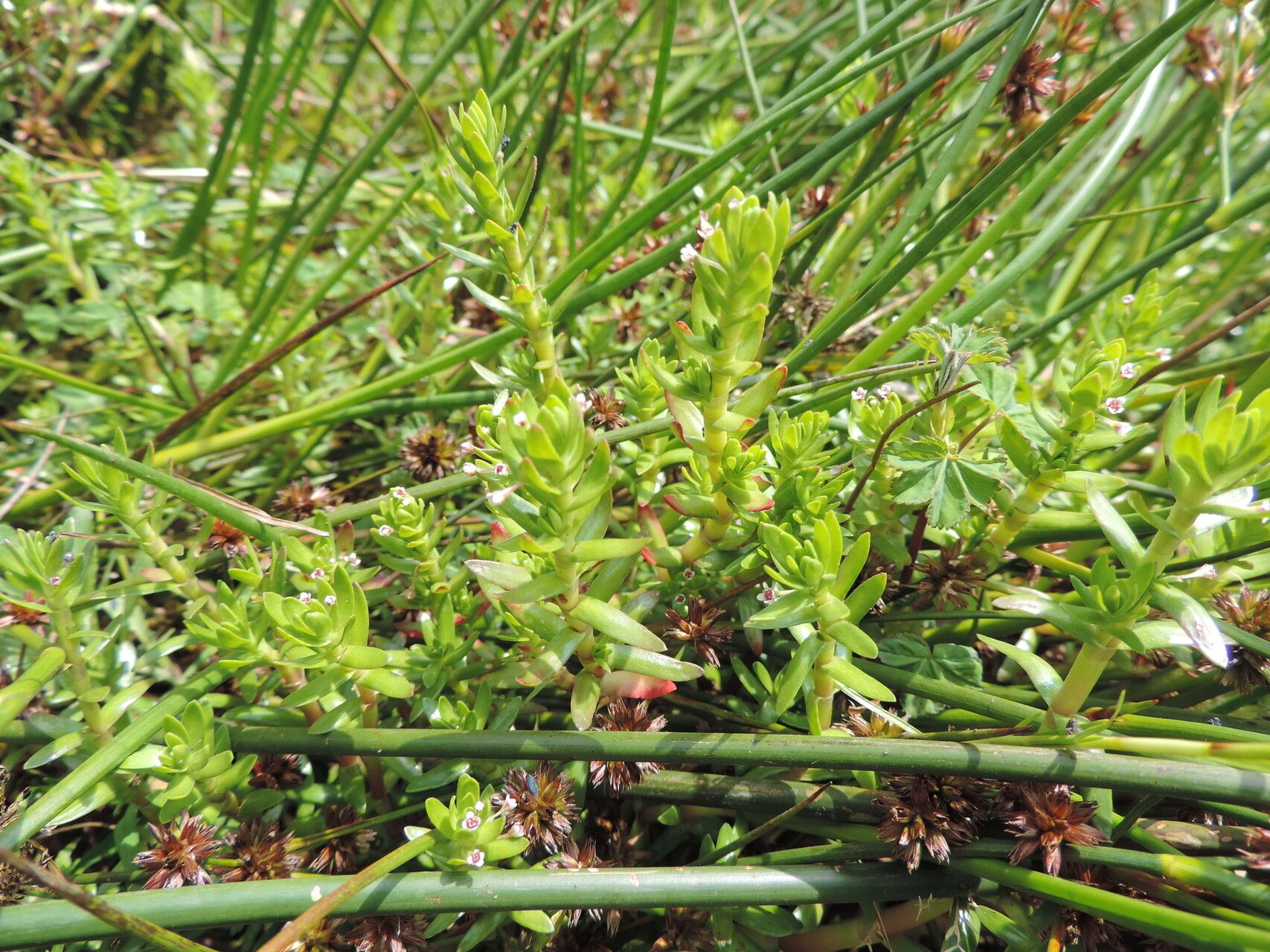Crassula granvikii habit