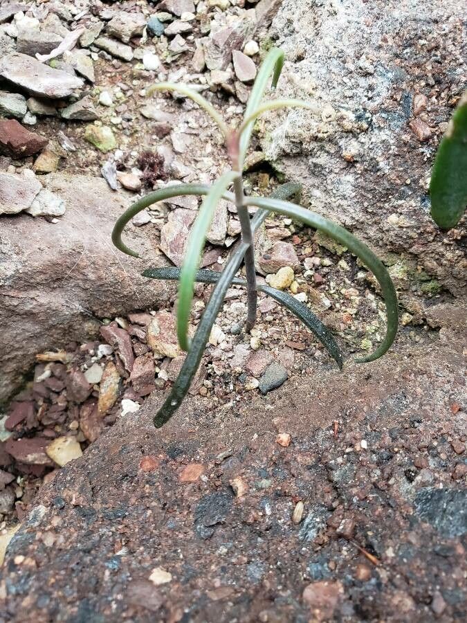 Kalanchoe beauverdii — search result for 'Kalanchoe'