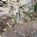 Kalanchoe beauverdii