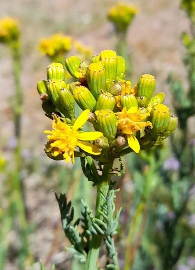 Senecio eruciformis flower
