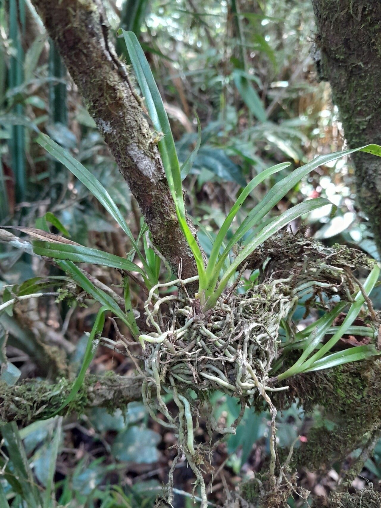 Aeranthes nidus leaf