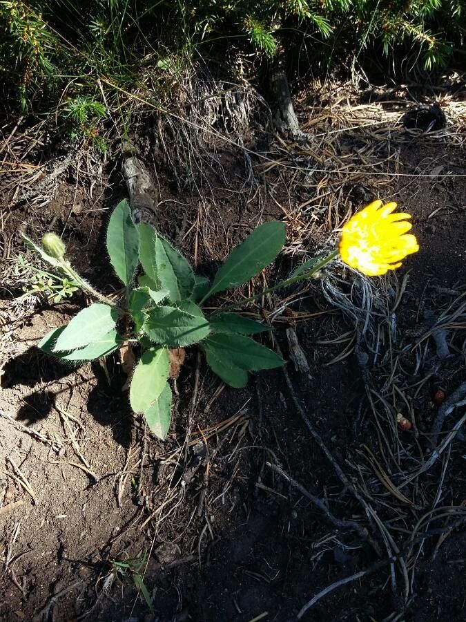 Hieracium nobile habit