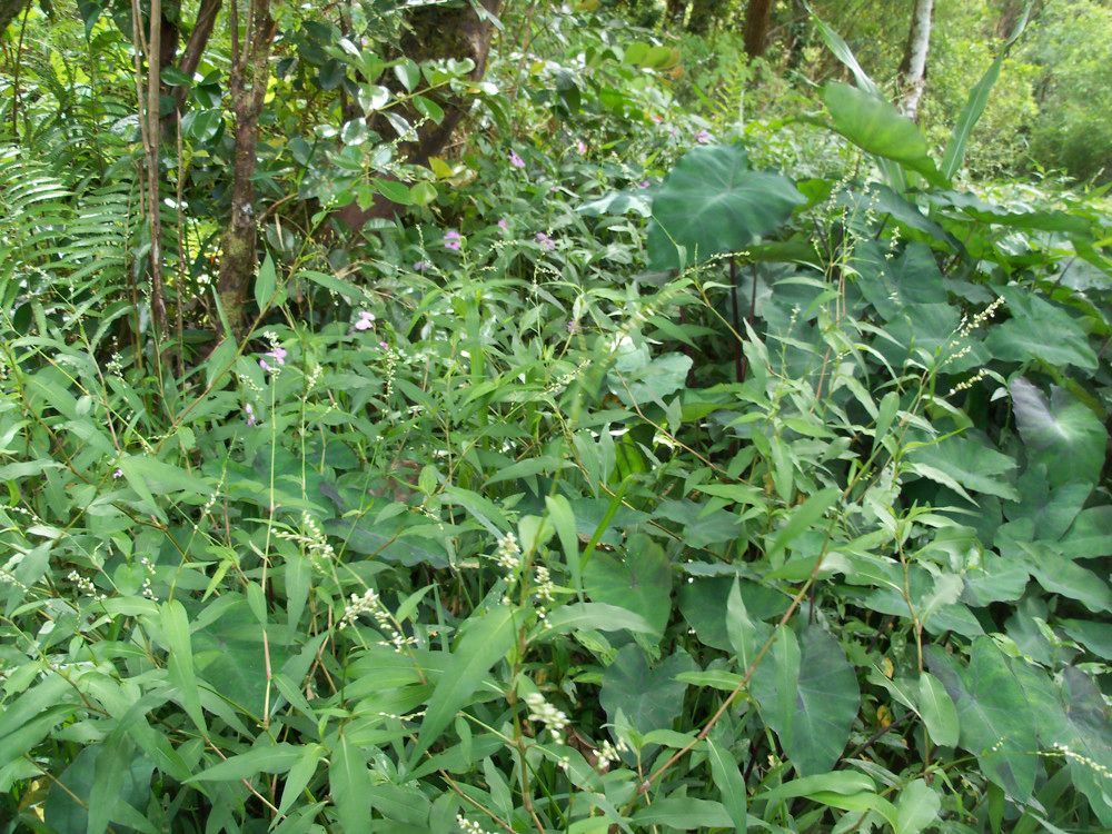 Persicaria poiretii habit