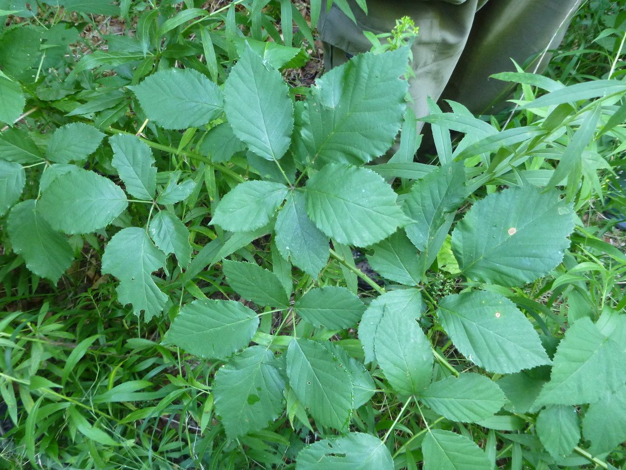Rubus godronii — houseplant care guide