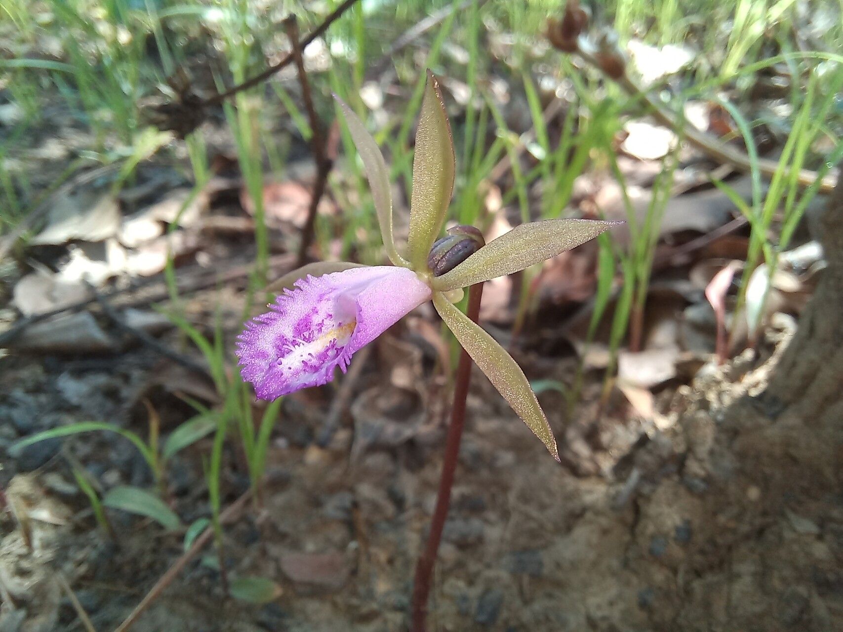 Nervilia stolziana — houseplant care guide