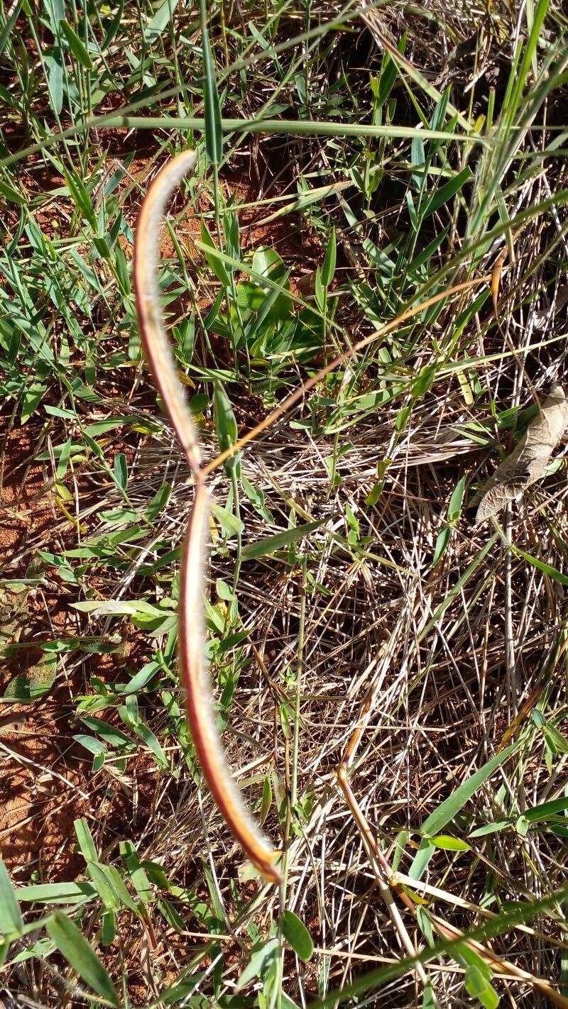 Paspalum lanciflorum flower