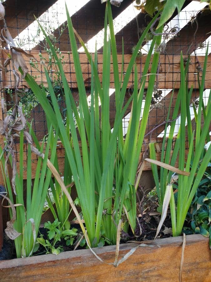 Dietes robinsoniana leaf