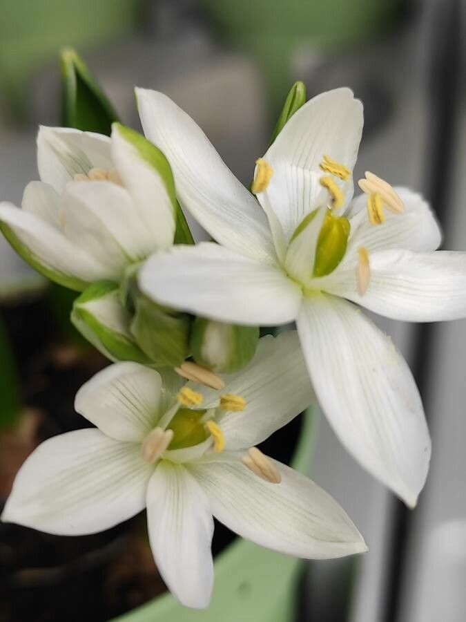 Ornithogalum balansae flower