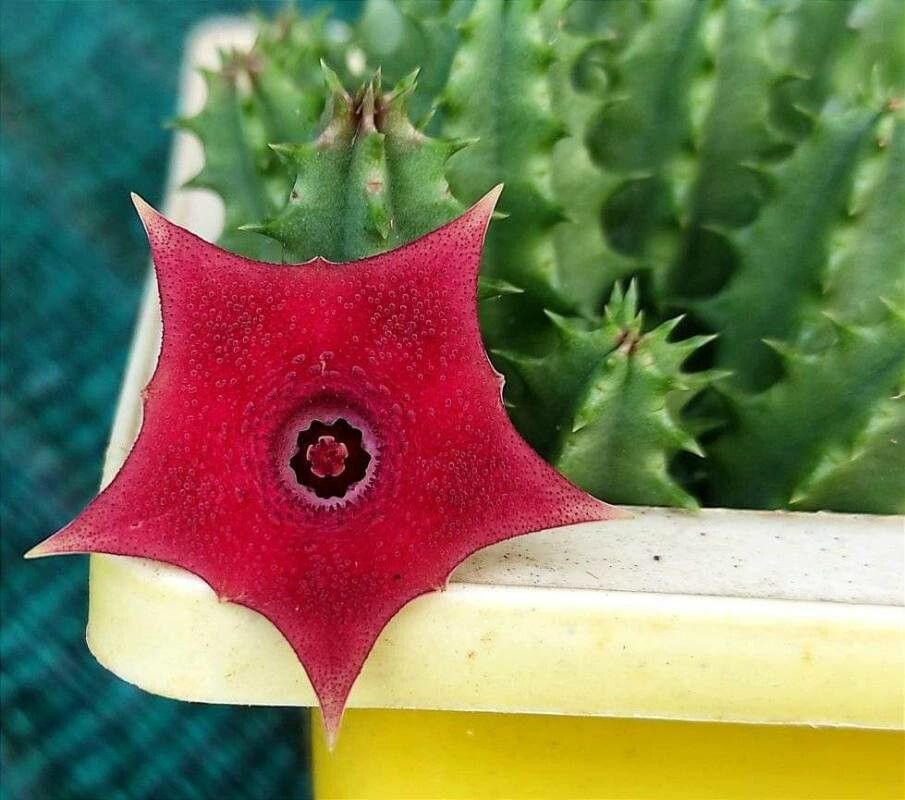 Huernia macrocarpa flower