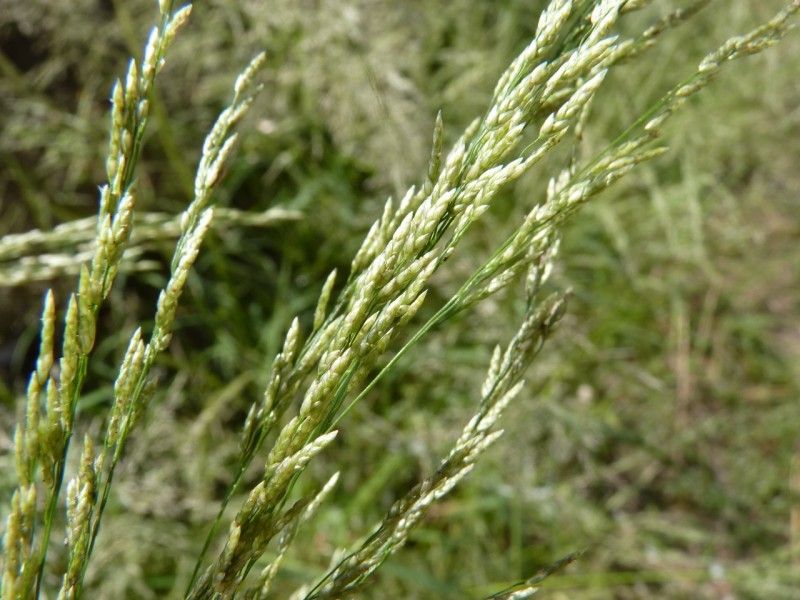 Eragrostis virescens leaf