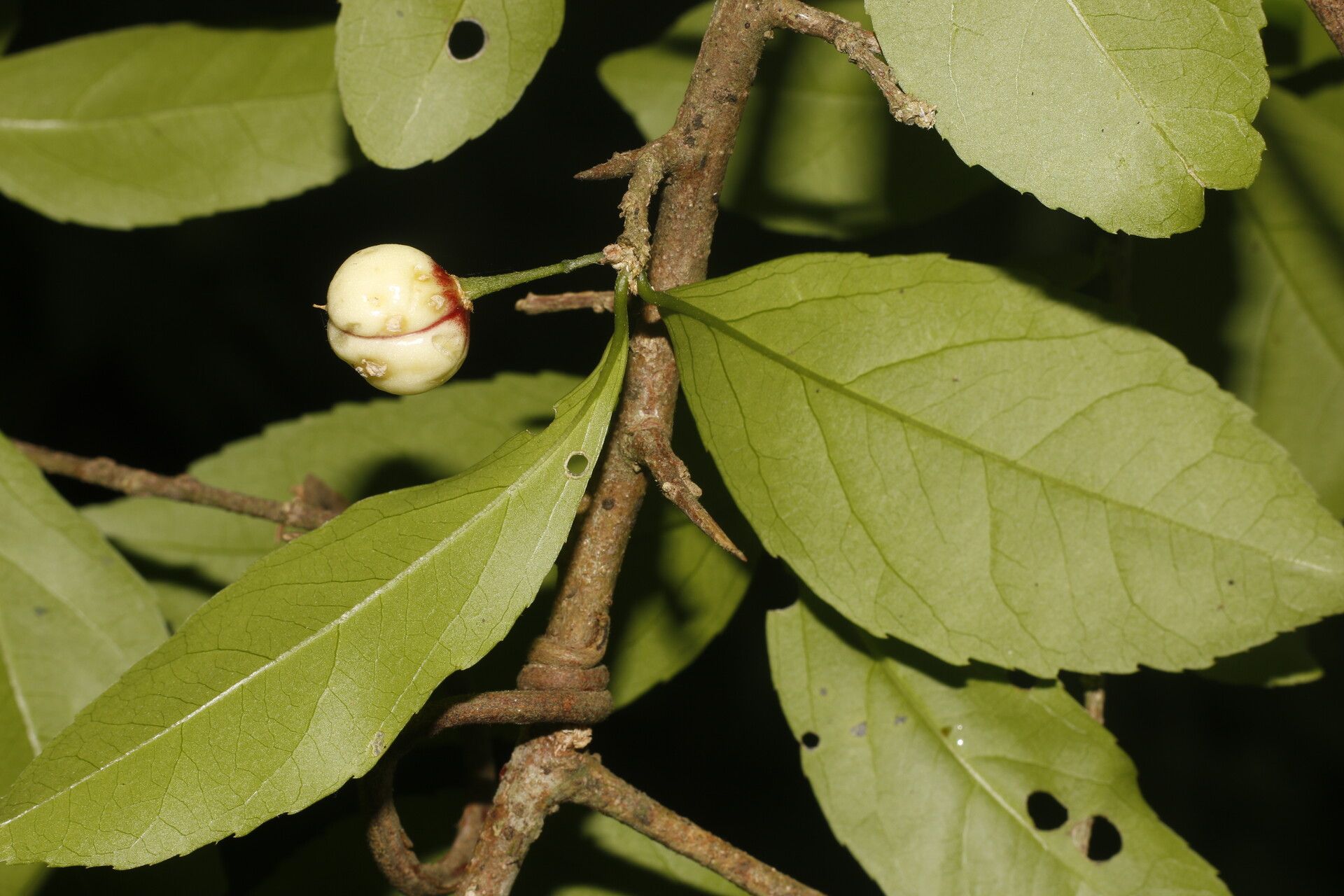 Casearia aculeata fruit