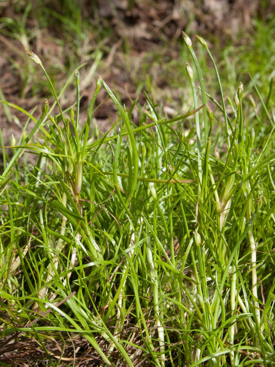 Isolepis fluitans — houseplant care guide