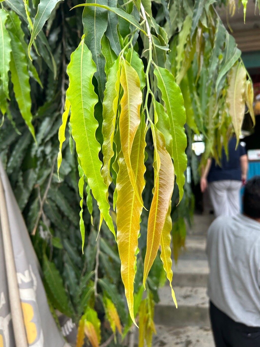 Polyalthia longipedicellata — related species from the same genus