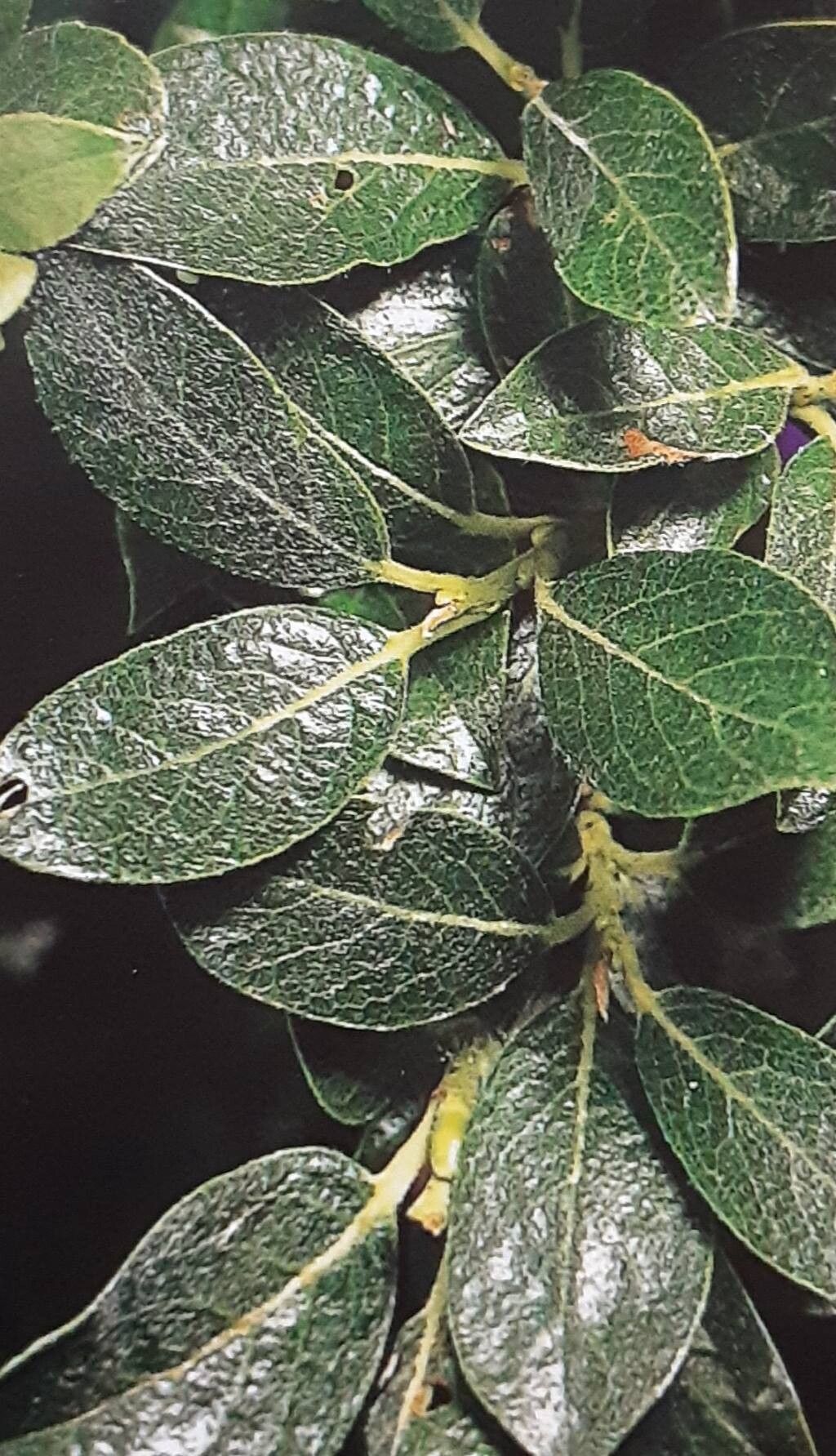 Salix × ambigua — houseplant care guide