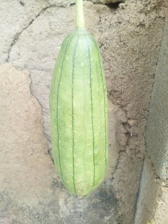 Luffa acutangula fruit