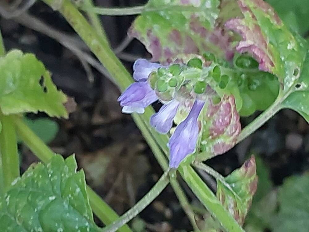 Scutellaria rubicunda flower