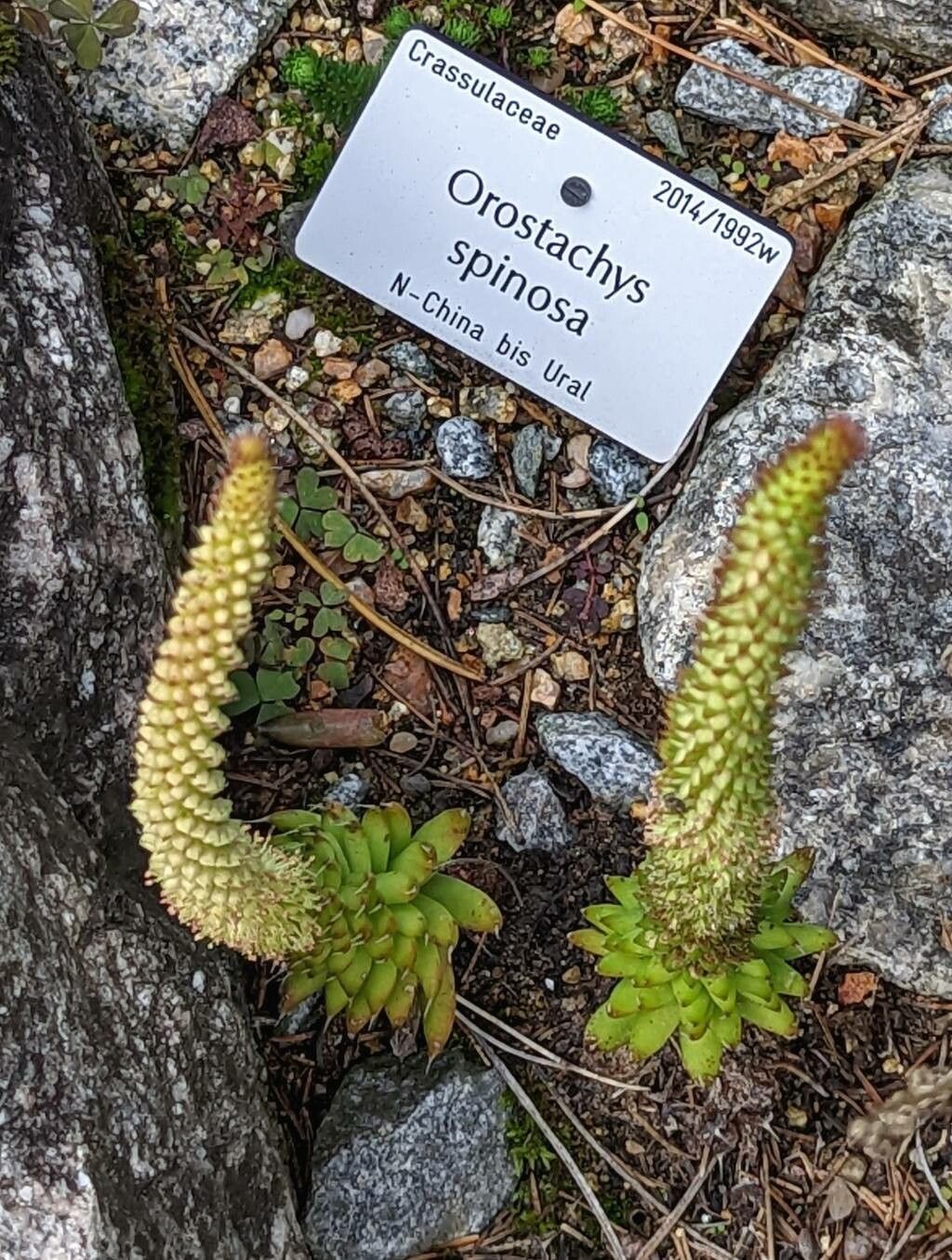 Orostachys spinosa flower