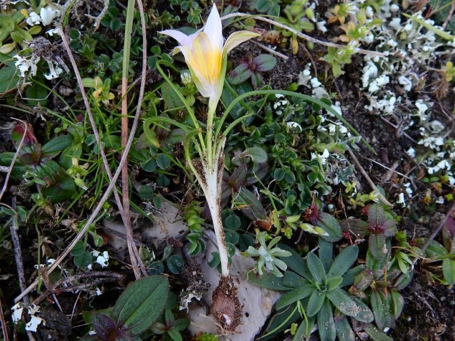 Romulea rollii habit