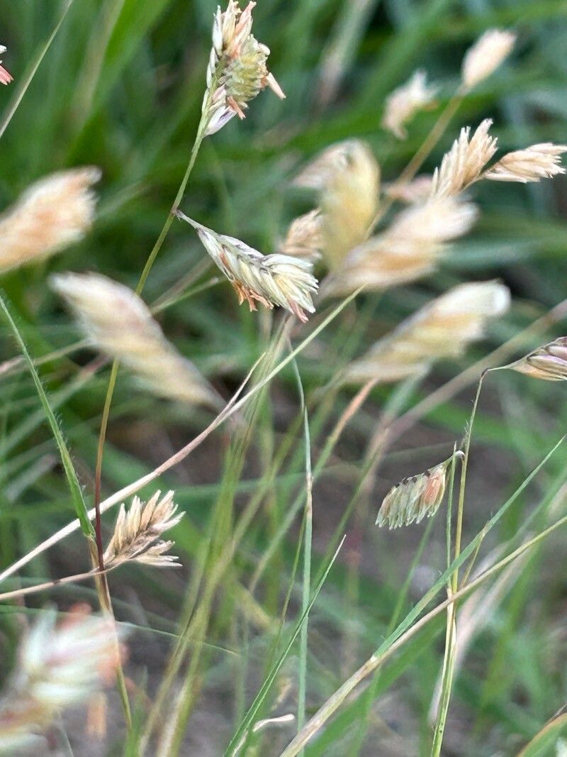 Bouteloua dactyloides flower