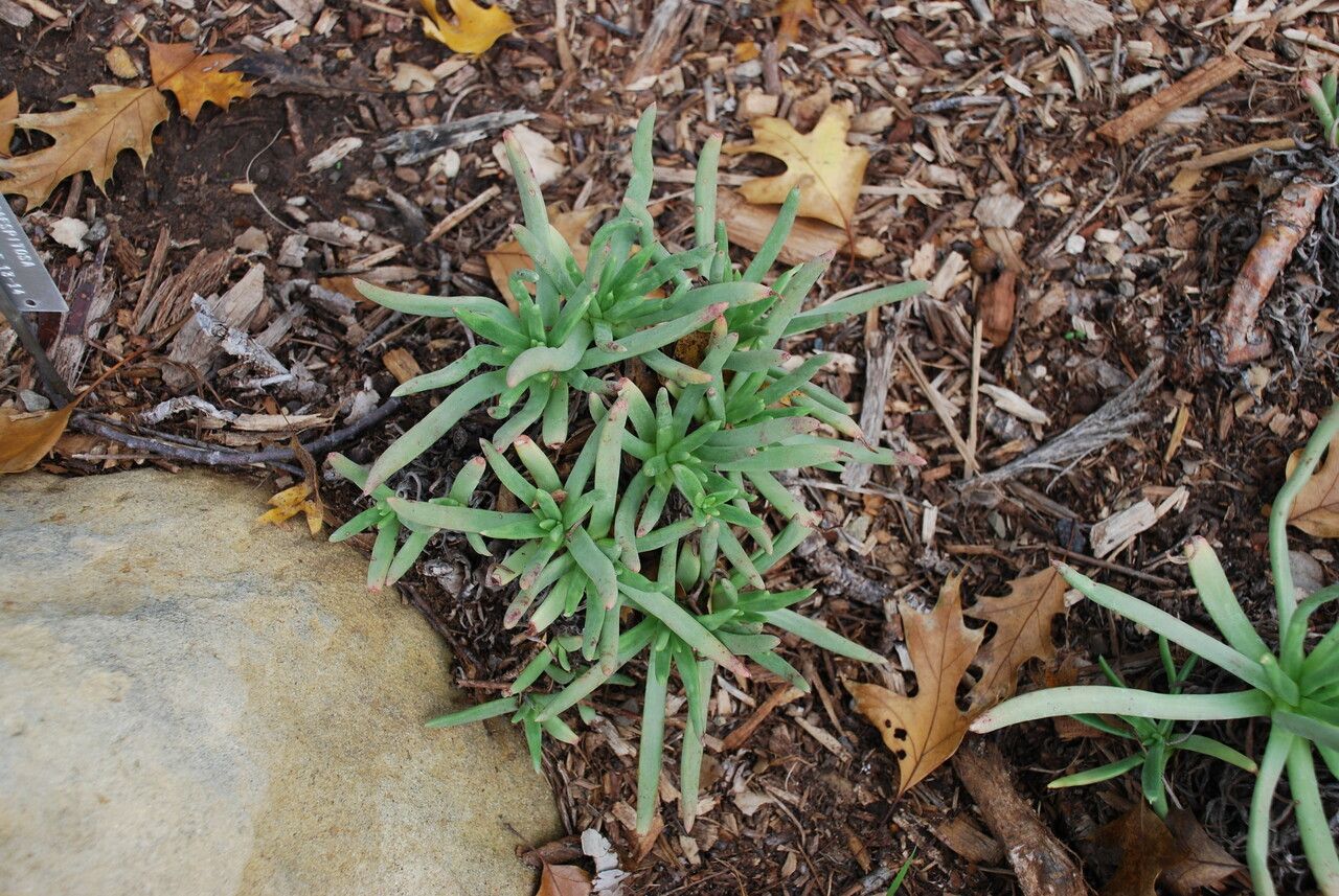 Dudleya caespitosa — search result for 'Dudleya'