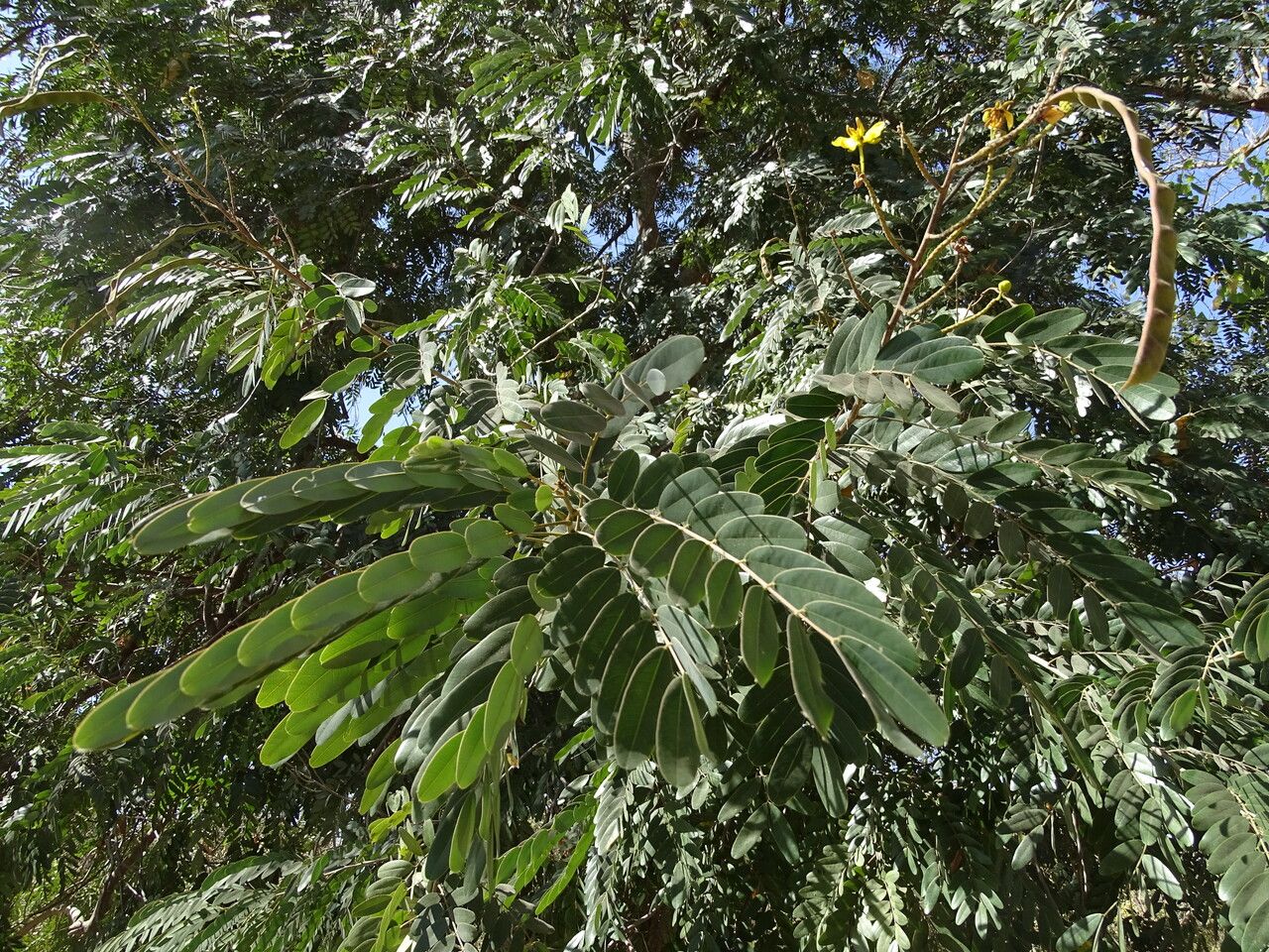 Senna siamea — search result for 'Senna'