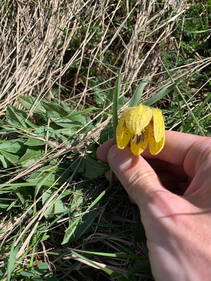 Fritillaria collina — search result for 'Fritillaria'