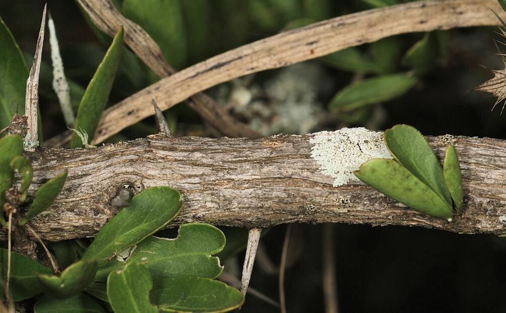 Gymnosporia maranguensis bark