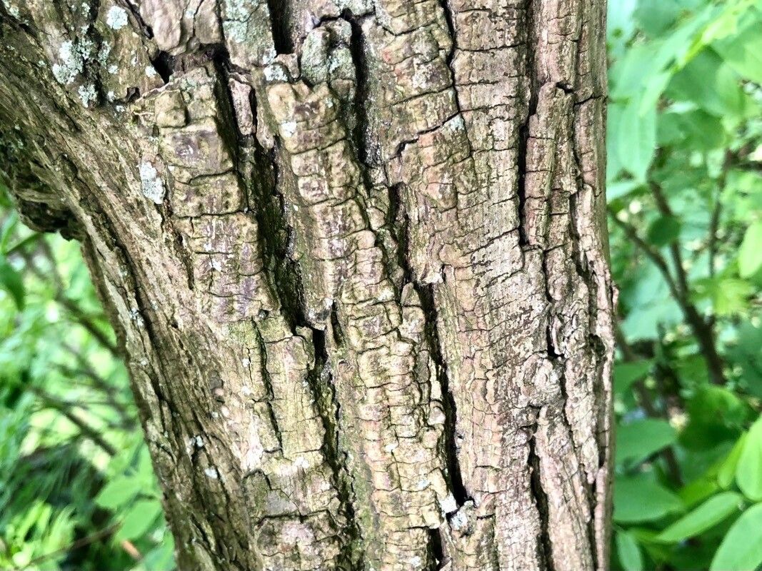 Pterocarya × rehderiana bark