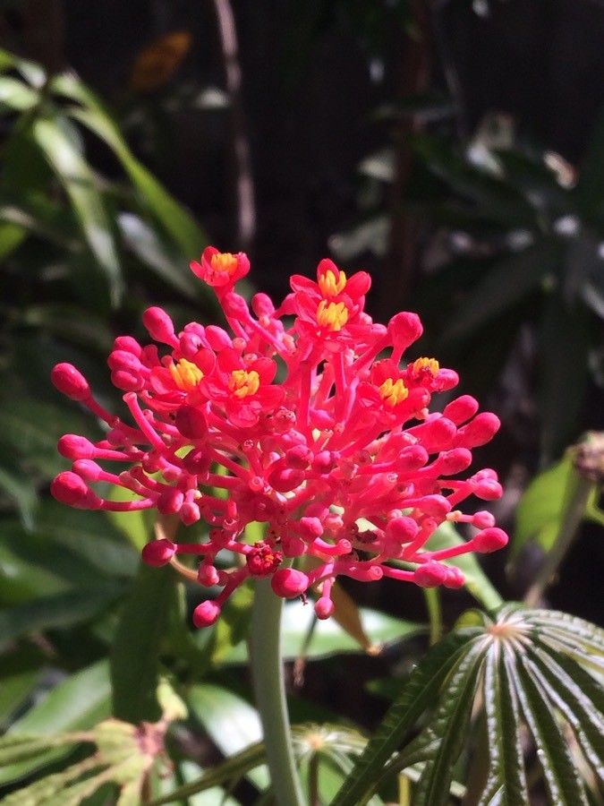 Jatropha multifida flower
