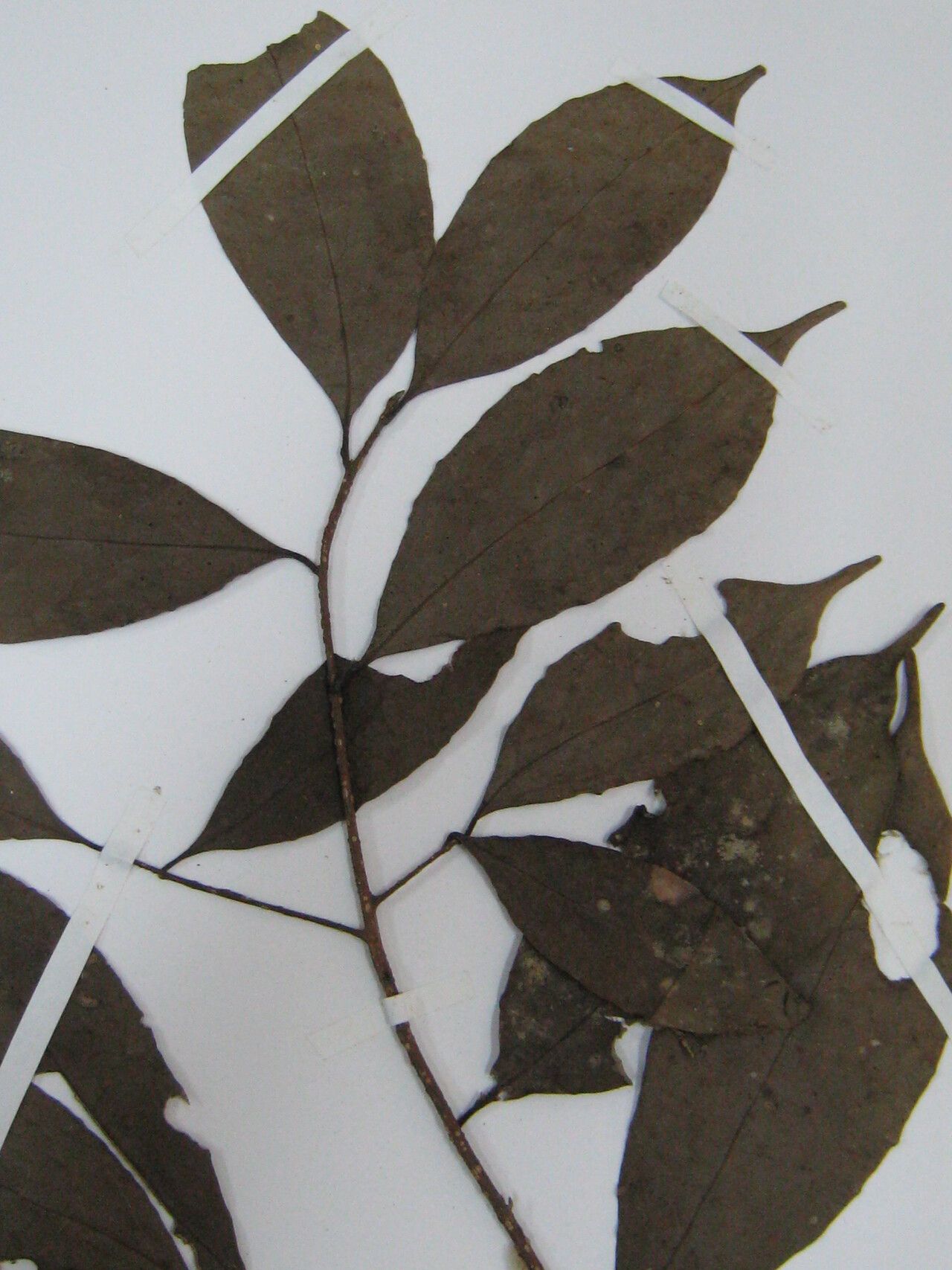 Aniba citrifolia — related species from the same genus