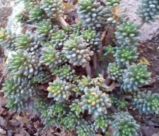 Pachyphytum viscidum — houseplant care guide