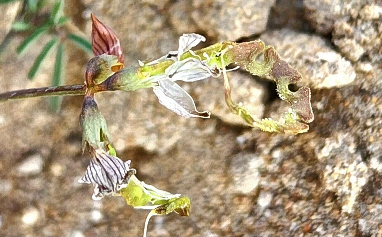Hippocrepis bicontorta fruit