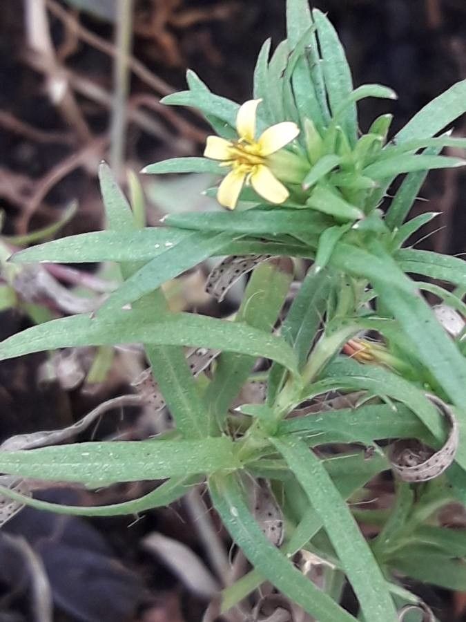 Pectis elongata leaf