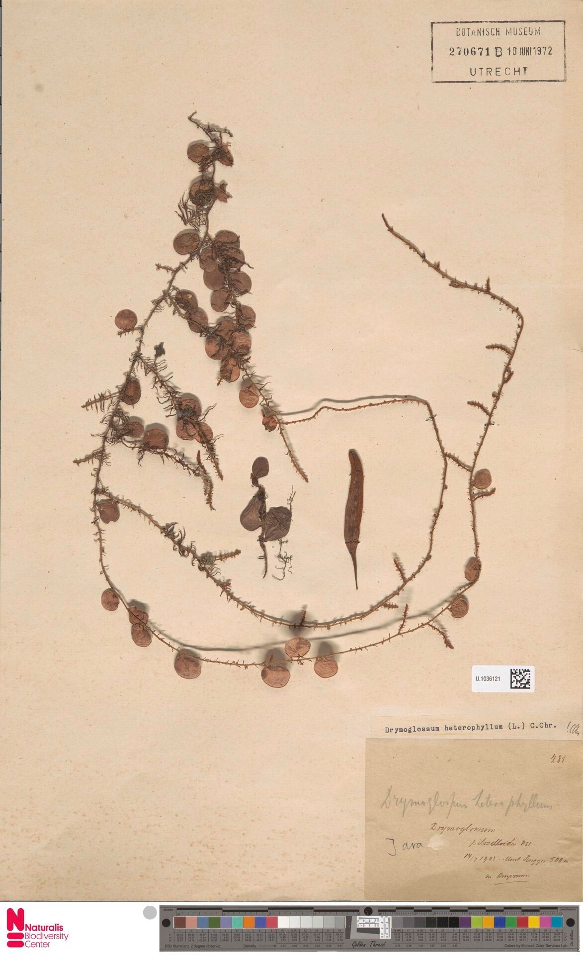 Pyrrosia heterophylla — houseplant care guide