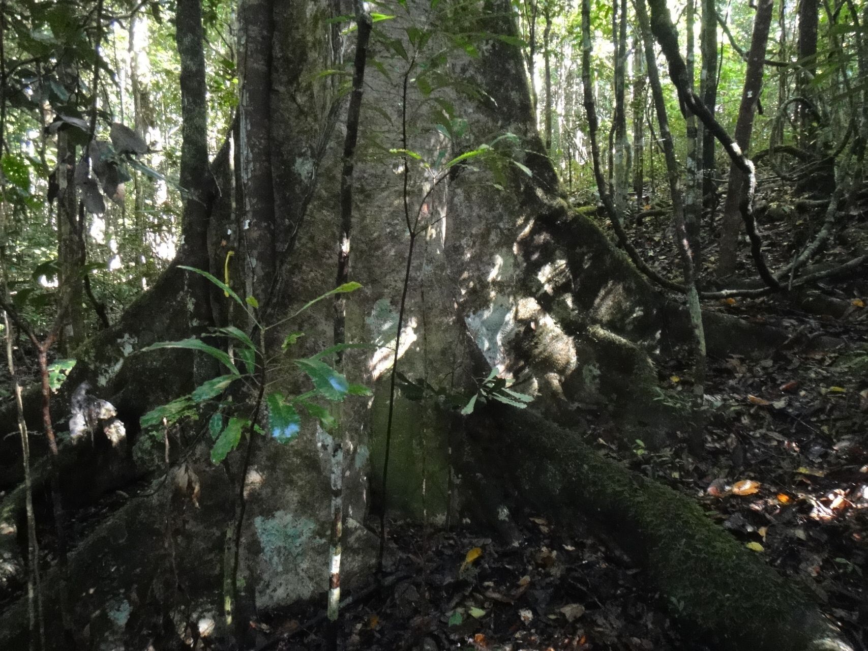 Sloanea lepida habit