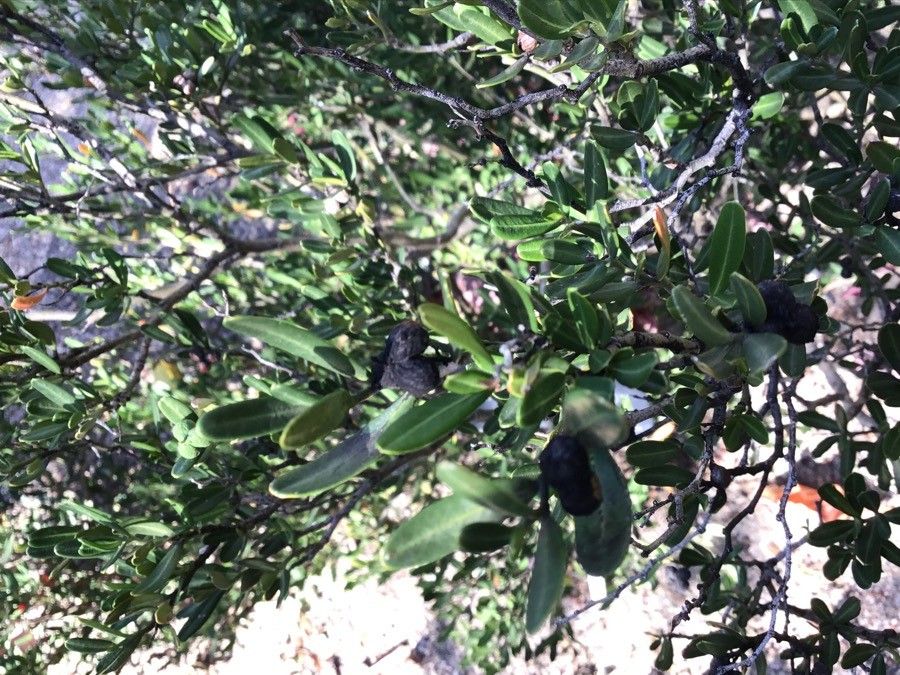 Cneorum tricoccon leaf