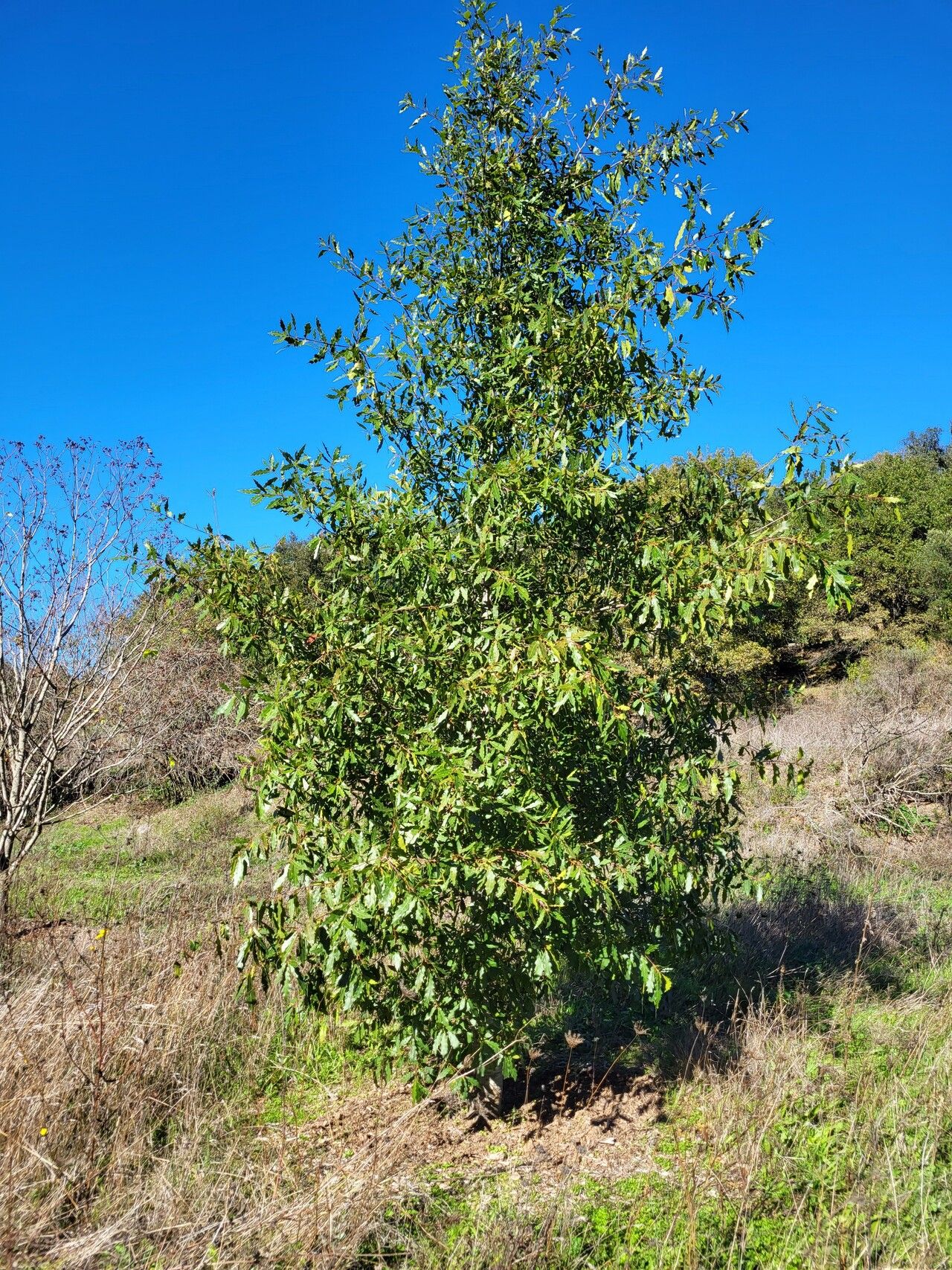 Quercus laurina habit