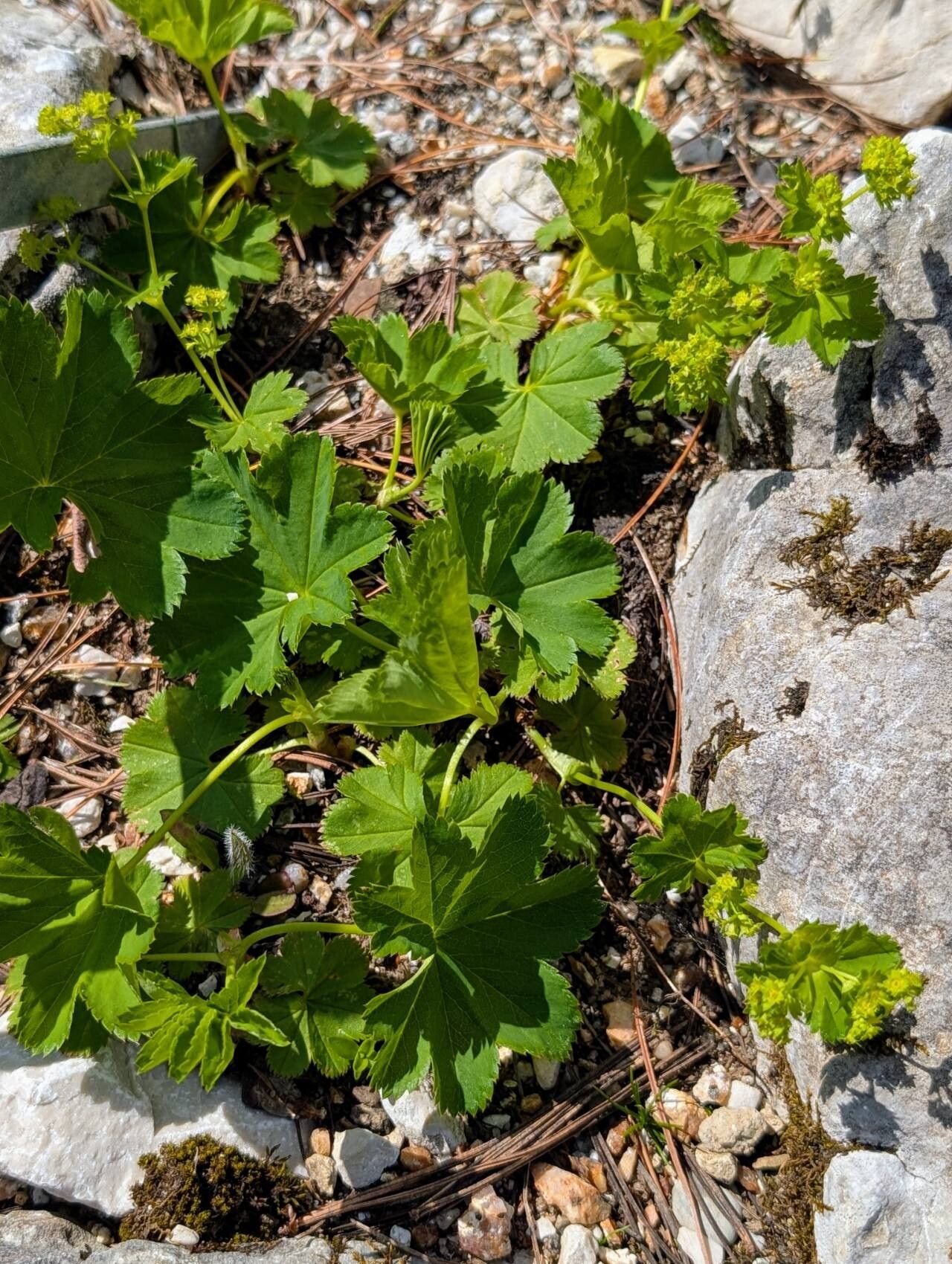 Alchemilla rubristipula habit