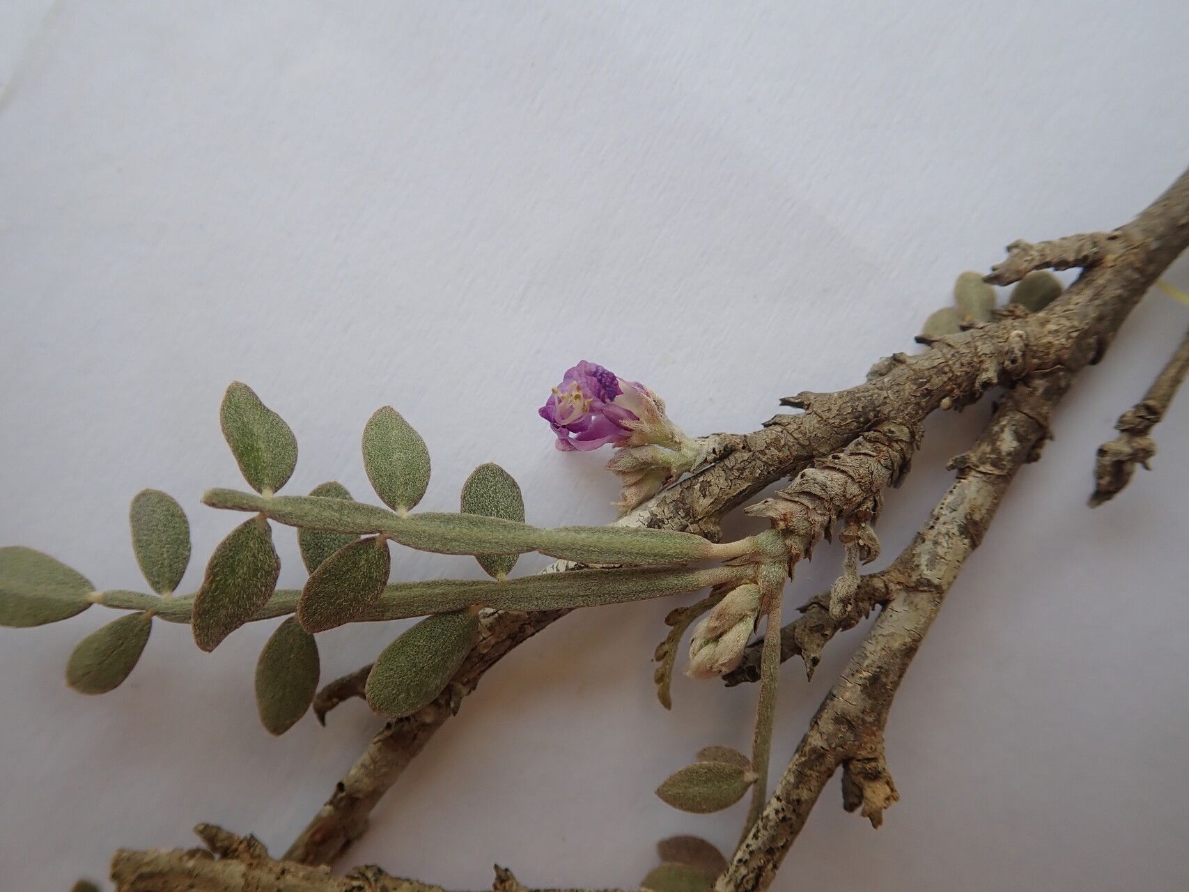 Indigofera humbertiana flower